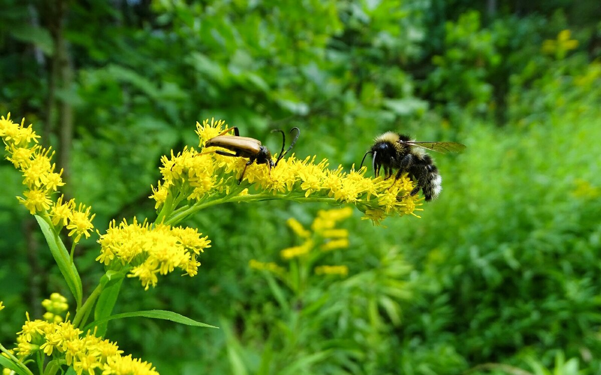 Флора и фауна. - Милешкин Владимир Алексеевич 