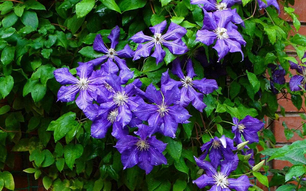 Клематисы - Милешкин Владимир Алексеевич Клематисы - Милешкин Владимир Алексеевич