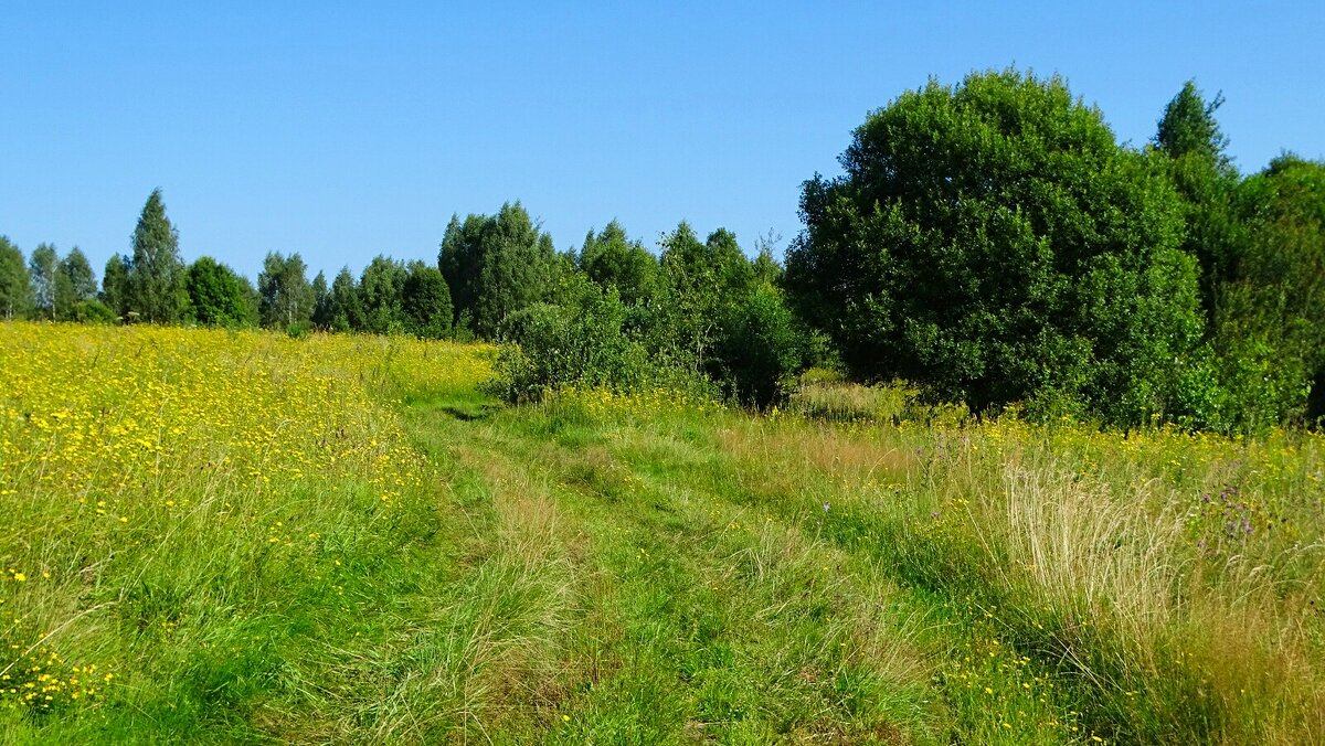 Смоленская область в августе (репортаж из поездок по). - Милешкин Владимир Алексеевич 