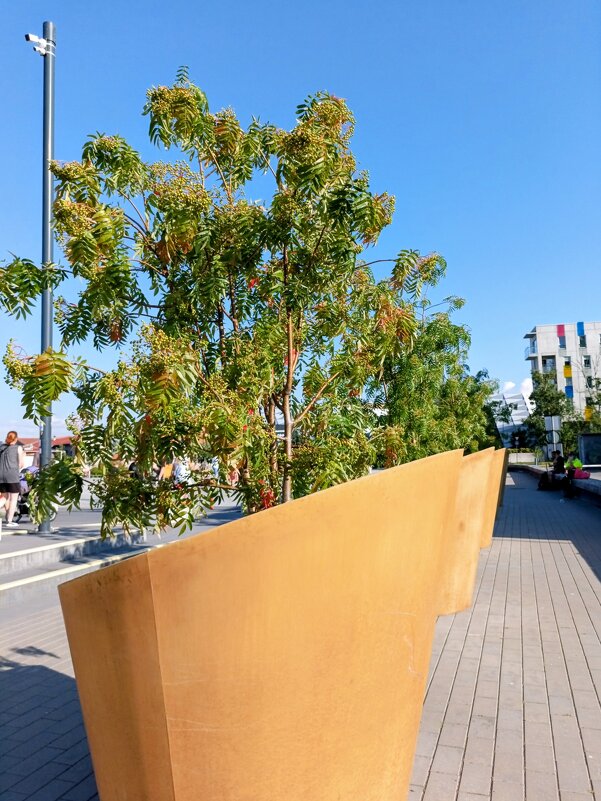 Контейнерное выращивание растений - Veera V