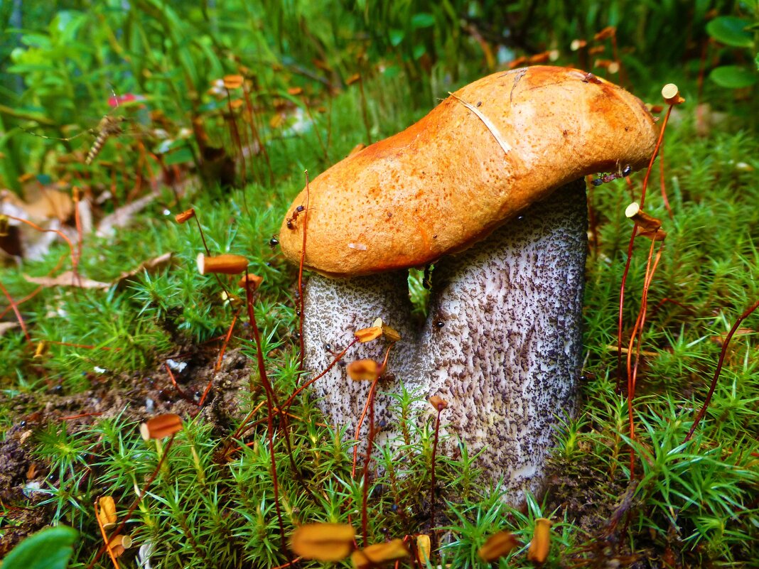 Грибные сиамские близнецы! - Владимир 