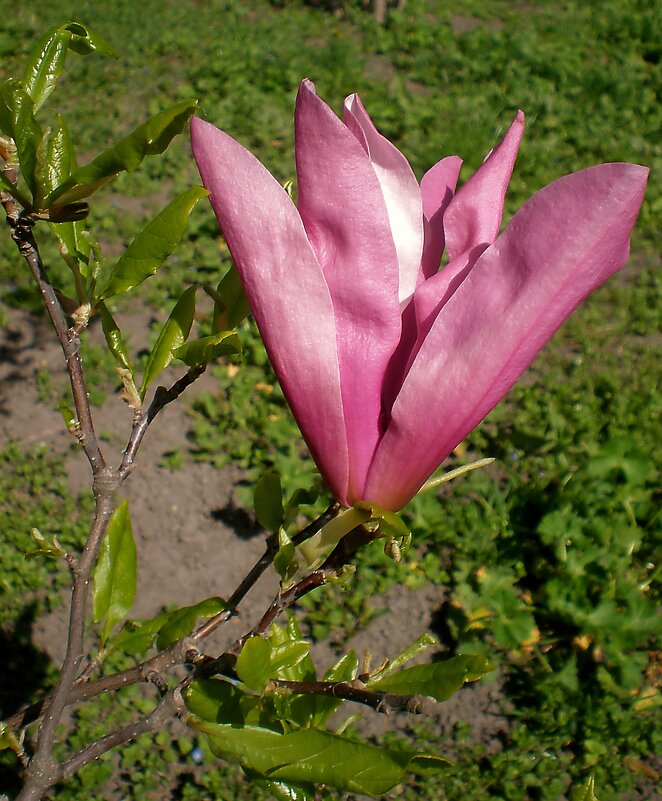 Цветок - Роман Савоцкий