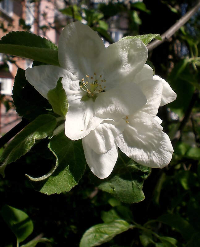 Цветок - Роман Савоцкий