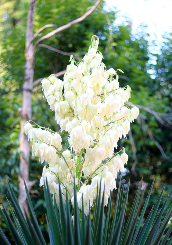 Юкка - Андрей Л. В.