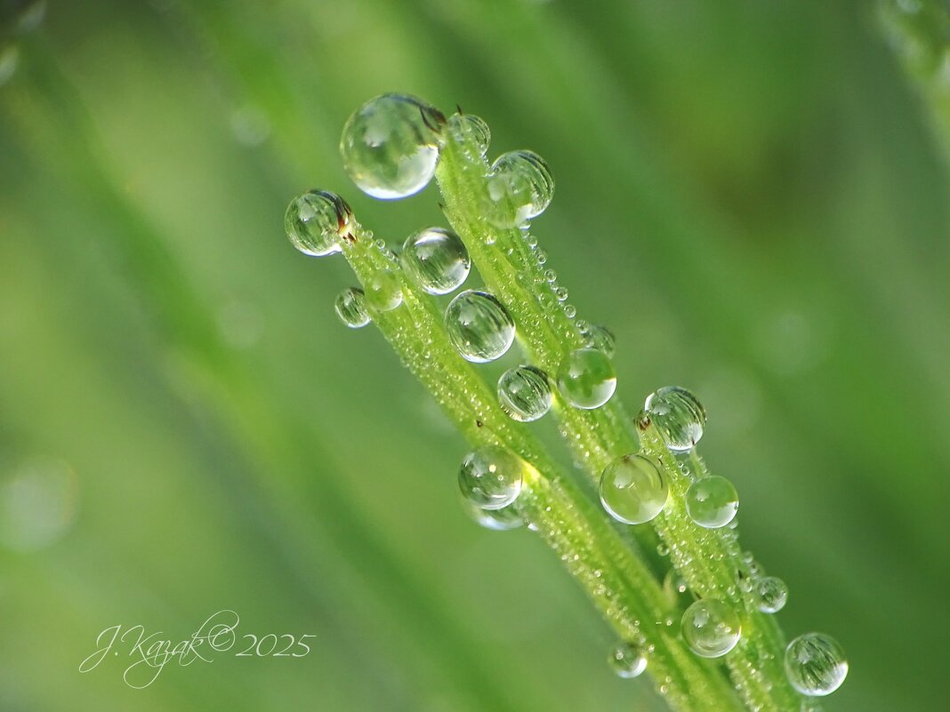 *** - Елена Kазак (selena1965) *** - Елена Kазак (selena1965)