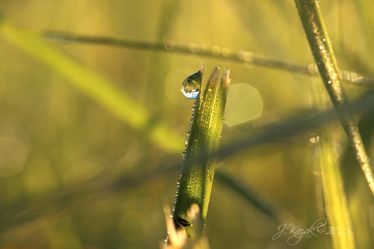 *** - Елена Kазак (selena1965)