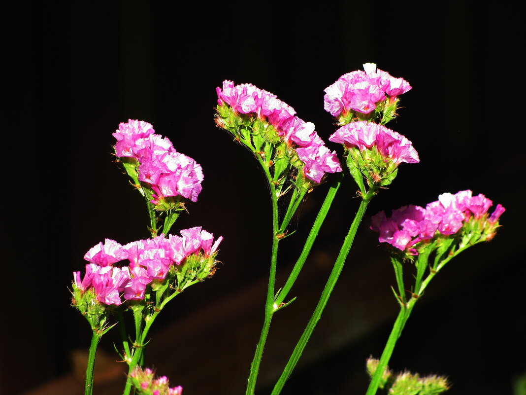 Статица цветёт - Людмила Смородинская