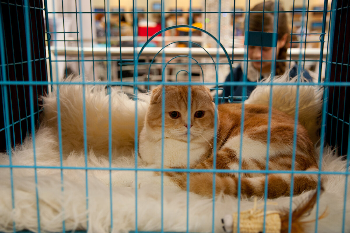 Выставка кошек - Андрей 