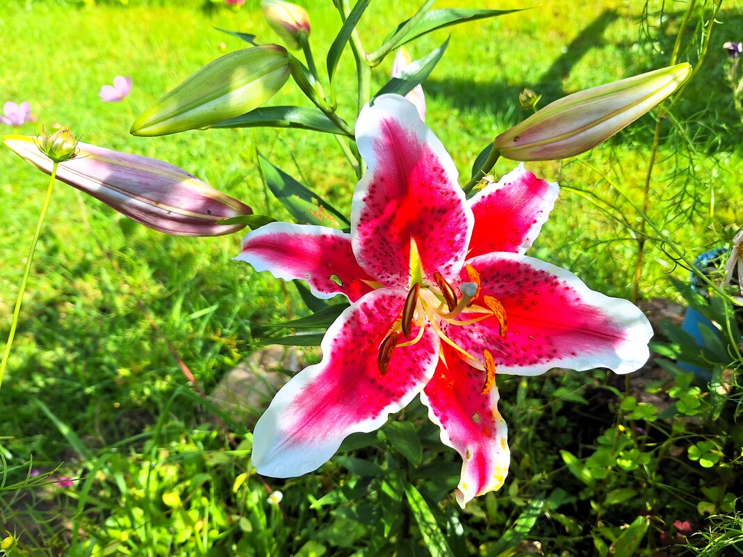 Лилия - Наталья 