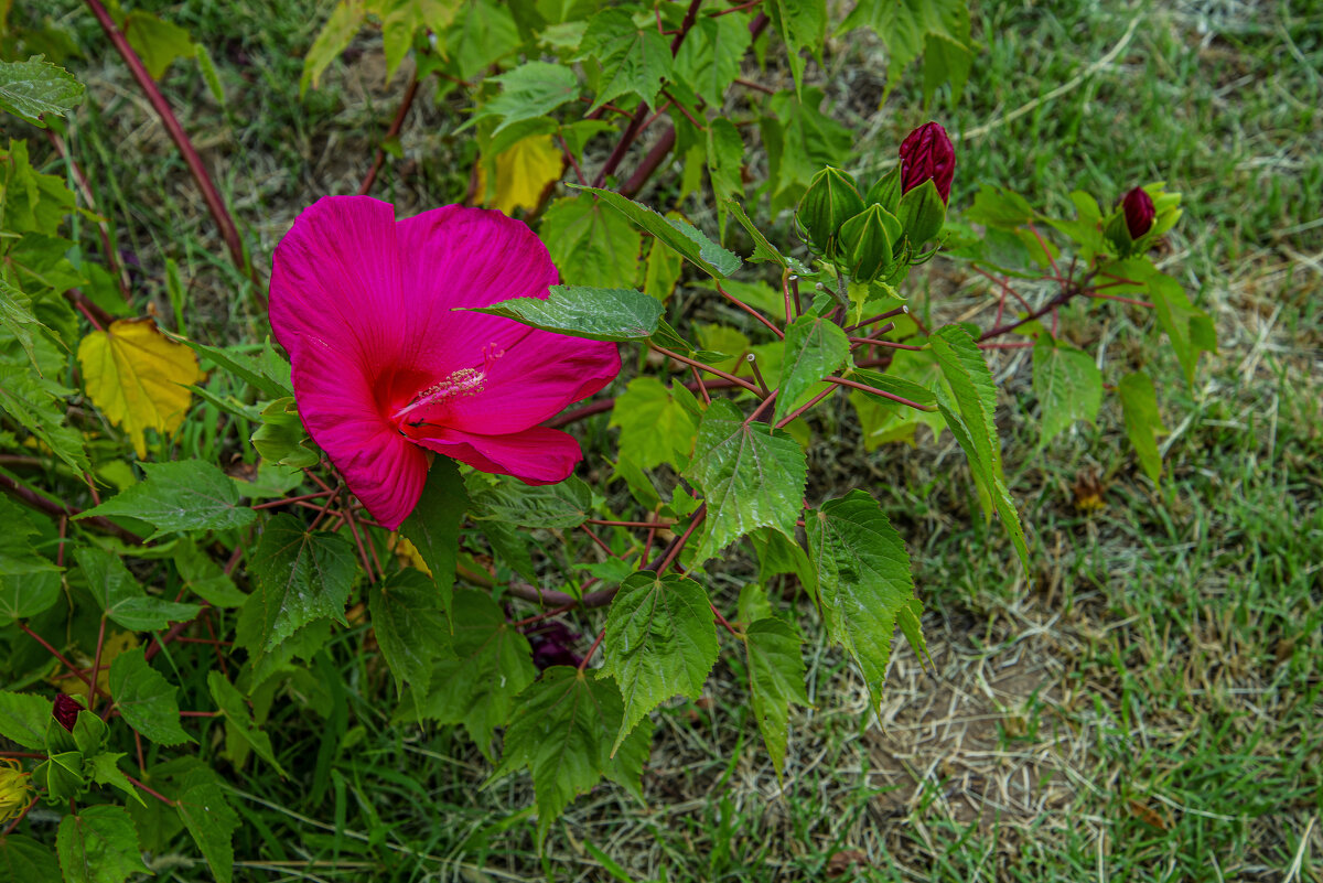 Аленький - Анатолий Чикчирный