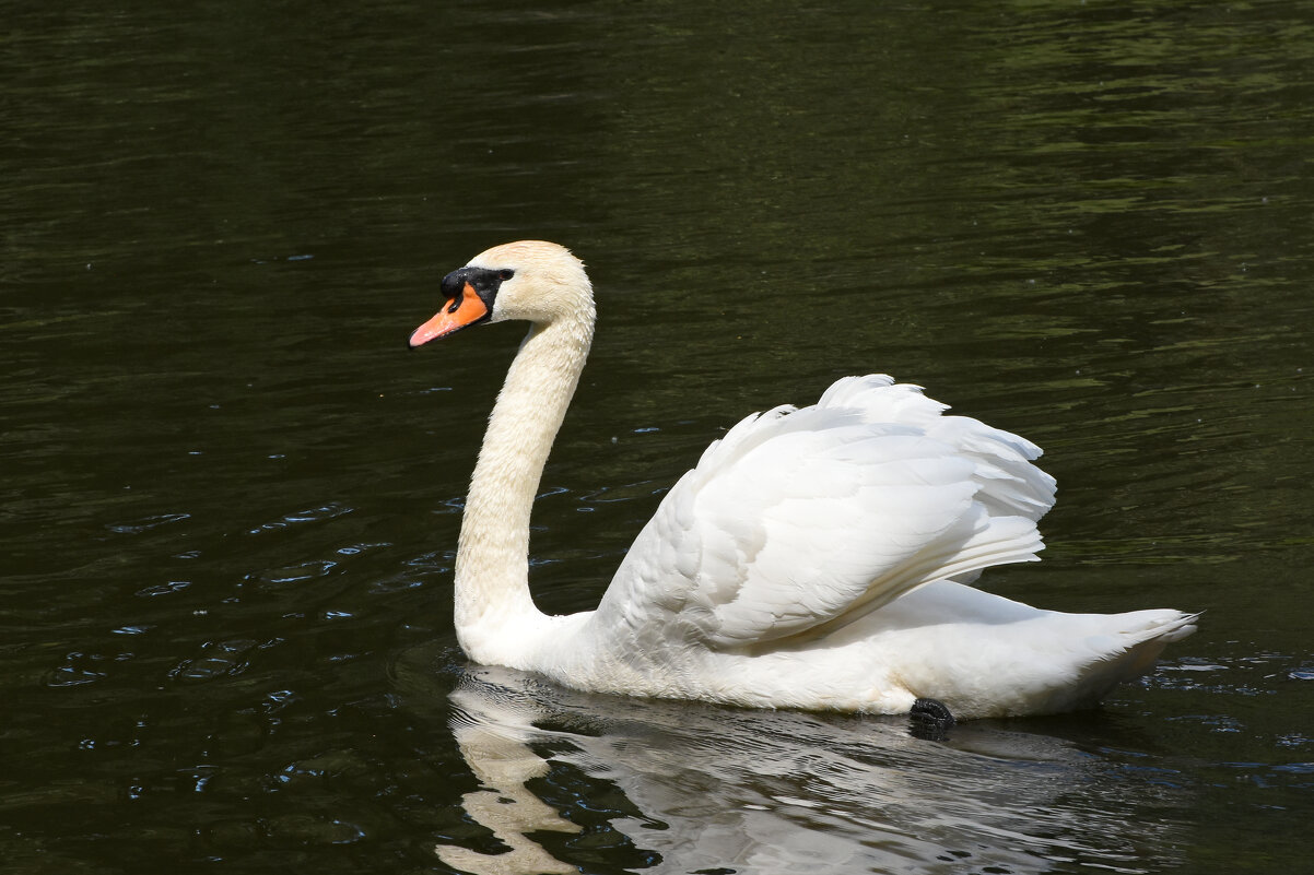 Москва. Сад будущего. Белый лебедь. - Наташа *****