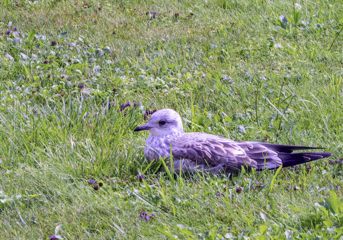 Чайка на берегу - Сергей Цветков