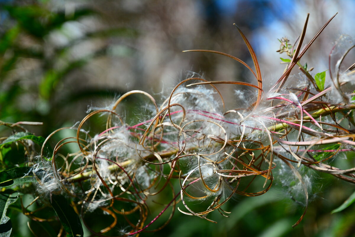 Кружево лета. - Михаил Колосов Кружево лета. - Михаил Колосов