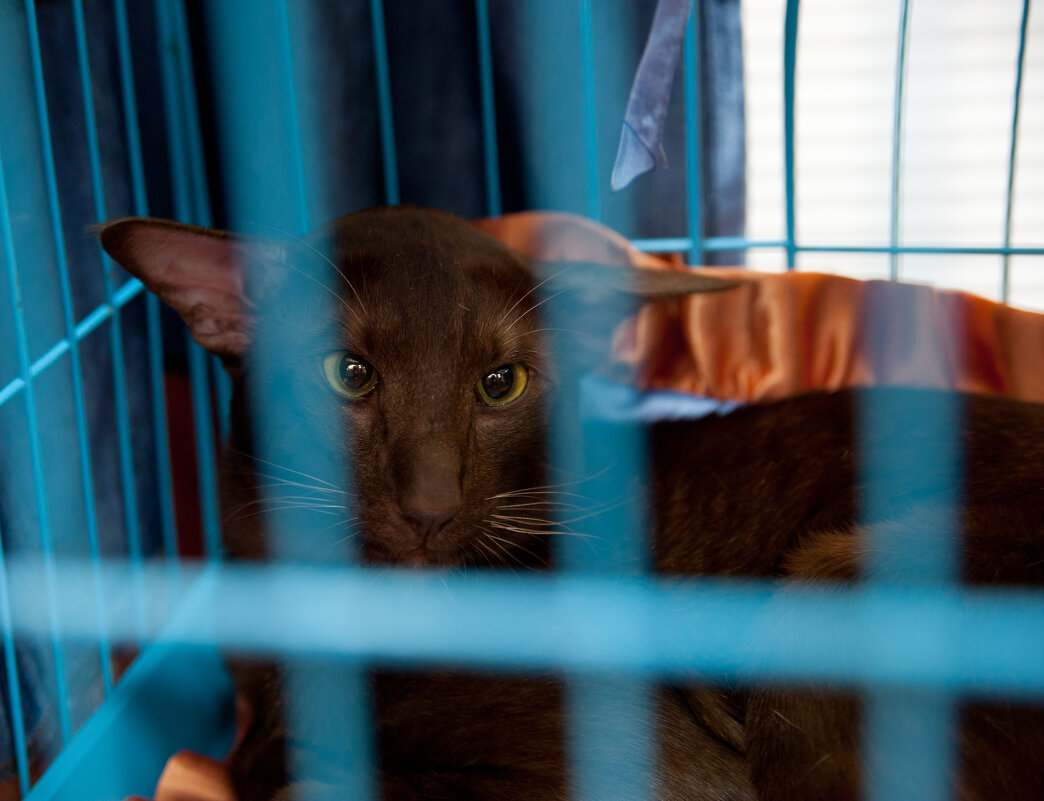 Выставка кошек - Андрей 