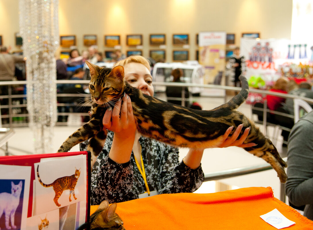 Выставка кошек - Андрей 