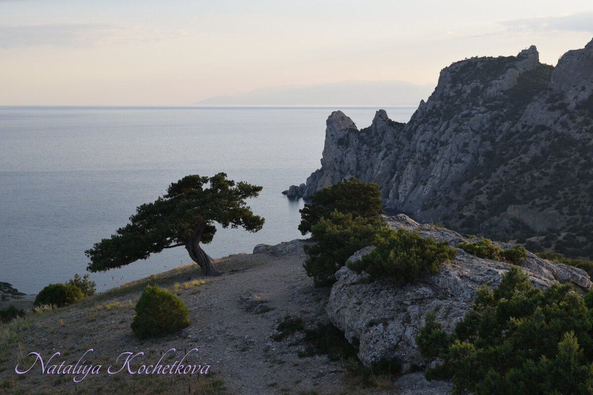 Природа Крыма - Amazing Cosmea