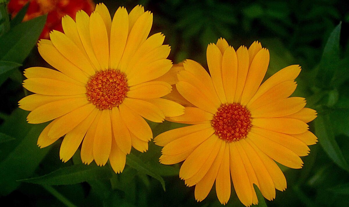 Двое - Елена Семигина