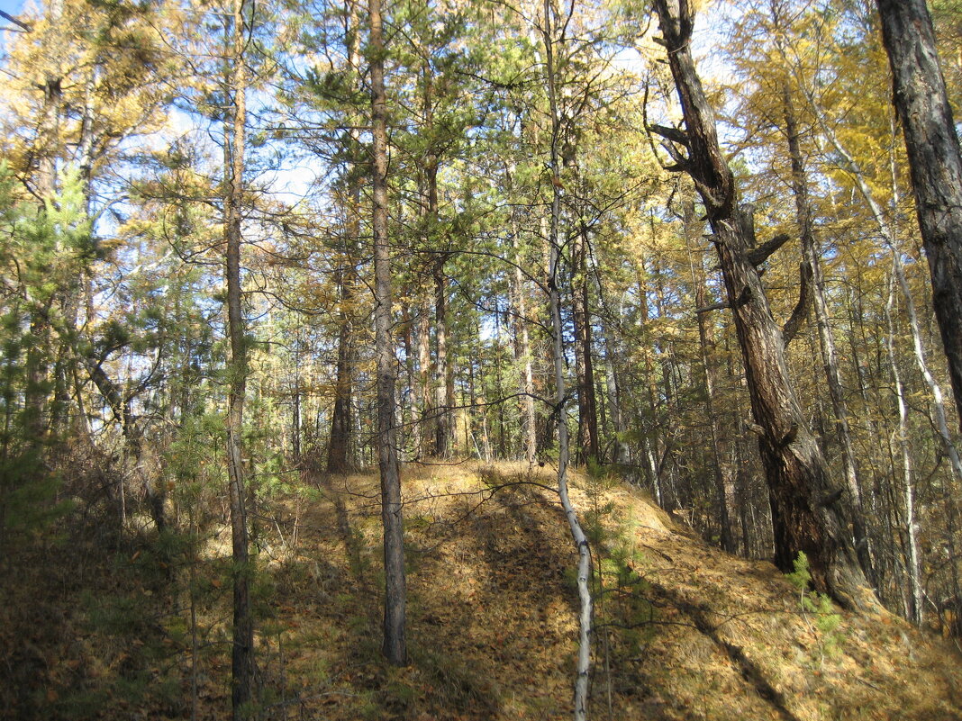 Осенний лес - Anna Ivanova