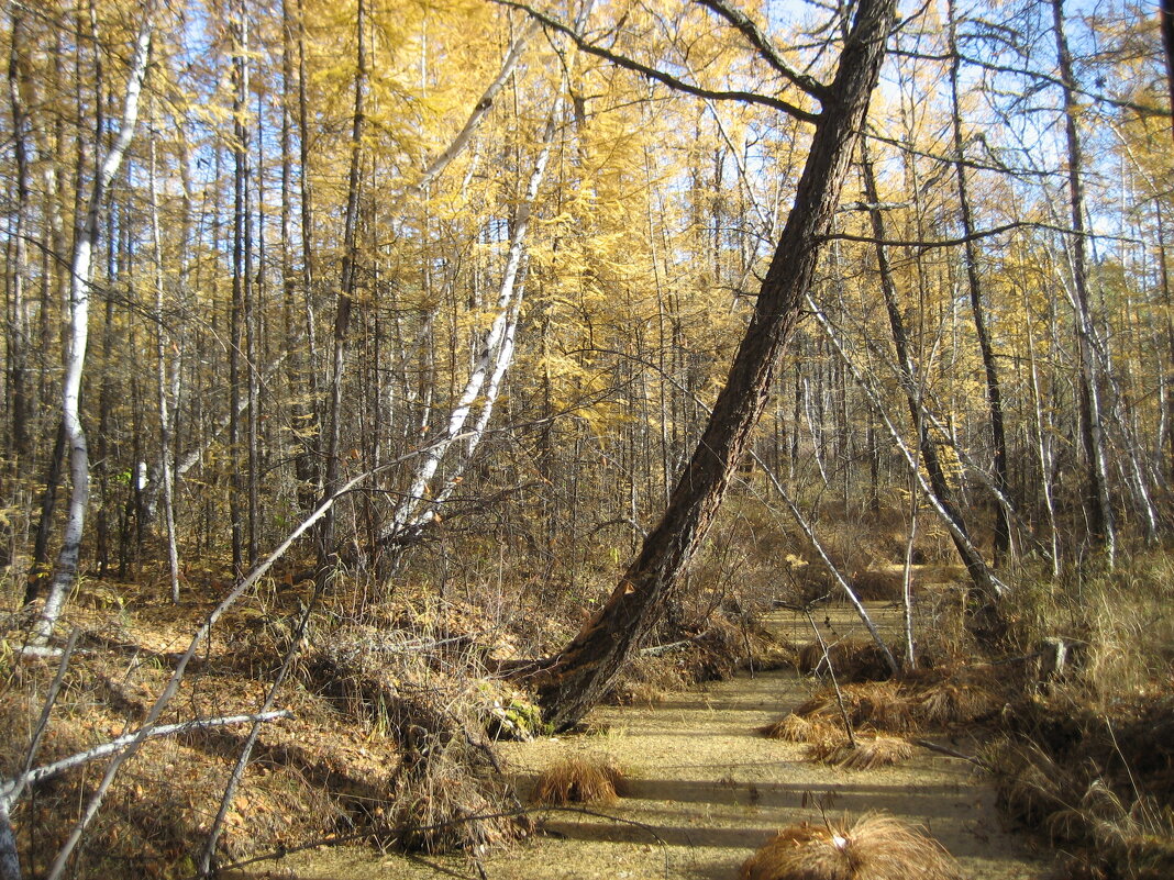Осенний лес - Anna Ivanova