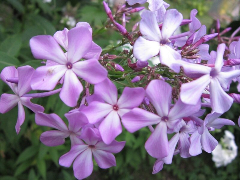 Флокс метельчатый Катарина - Дмитрий Никитин Флокс метельчатый Катарина - Дмитрий Никитин