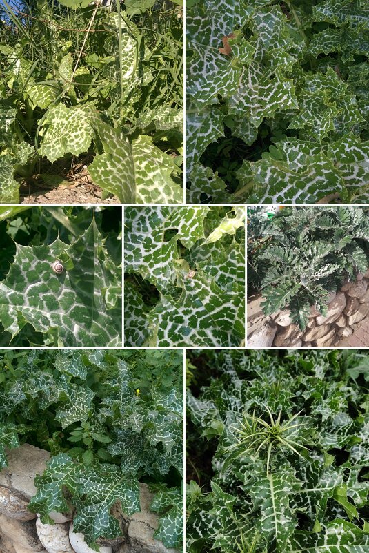 Расторопша пятнистая - Светлана Хращевская