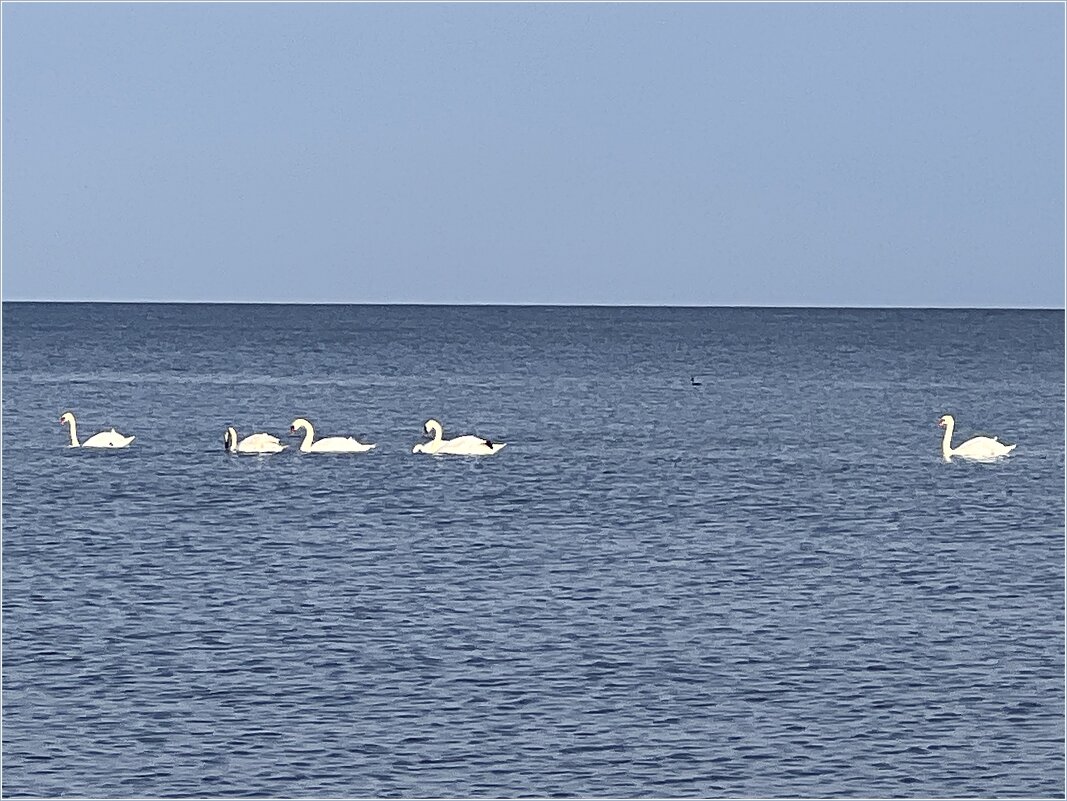 Лебеди в море. - Валерия Комова