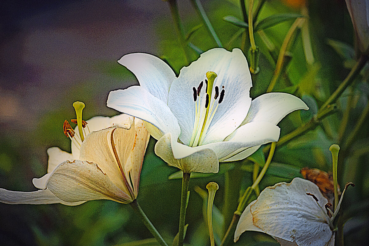 Фотозарисовка - Владимир Кроливец Фотозарисовка - Владимир Кроливец
