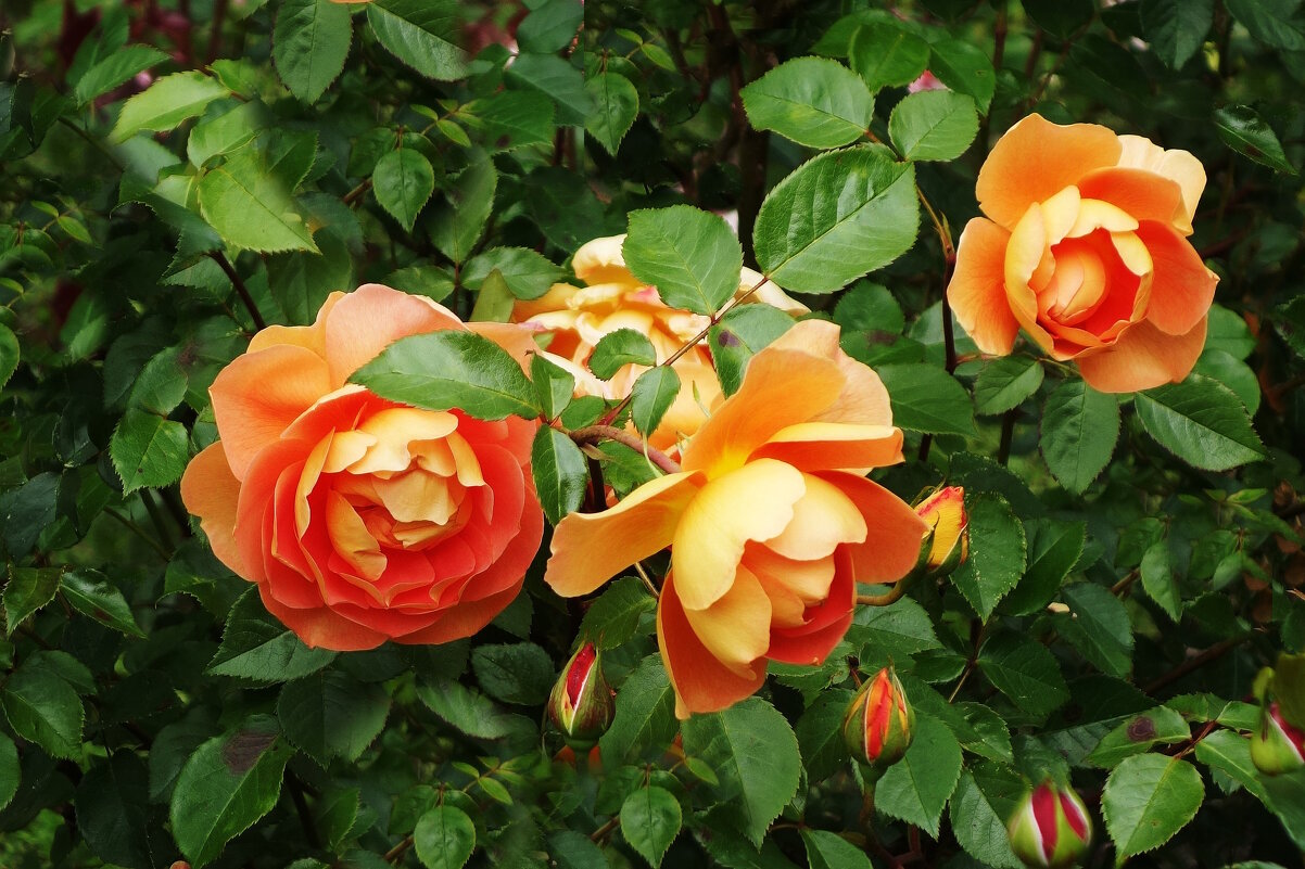 Розы - Рита Симонова