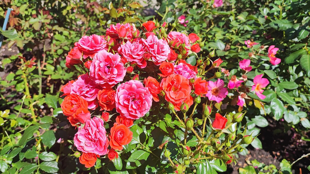 ,,, - Сергей Тимоновский