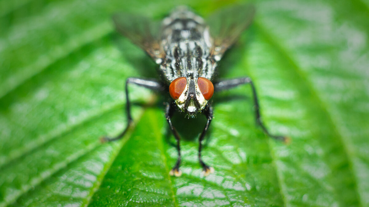A fly on a leaf | 9 - Sergey Sonvar