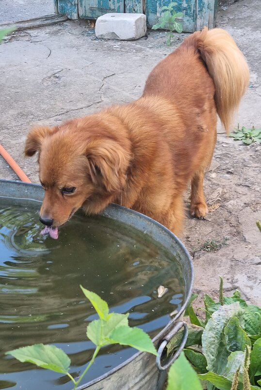 Жаркий день... - Наталья 