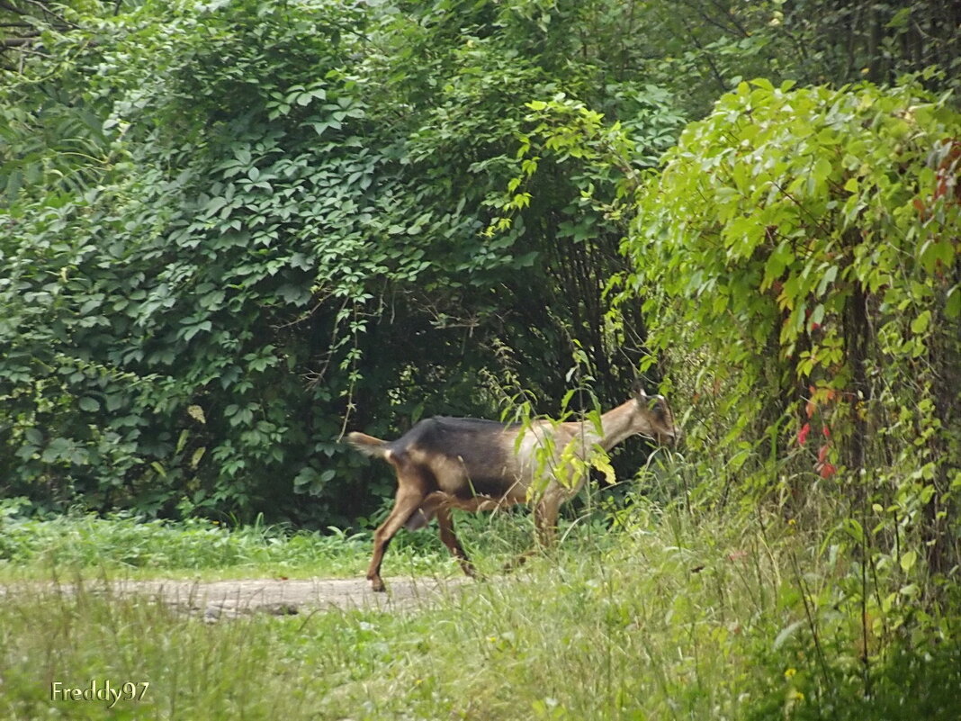 Самостоятельная... - Freddy 97