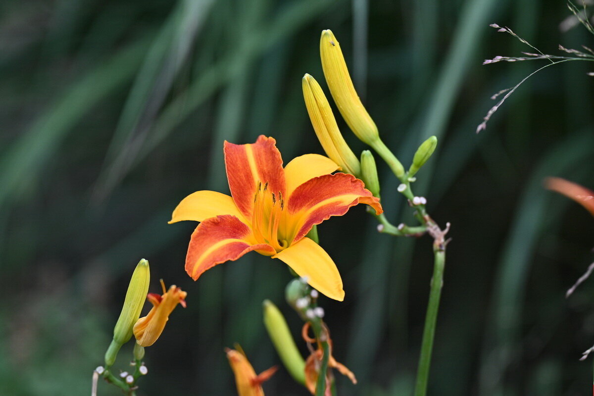 О красоте природы...1 - Николай Саржанов