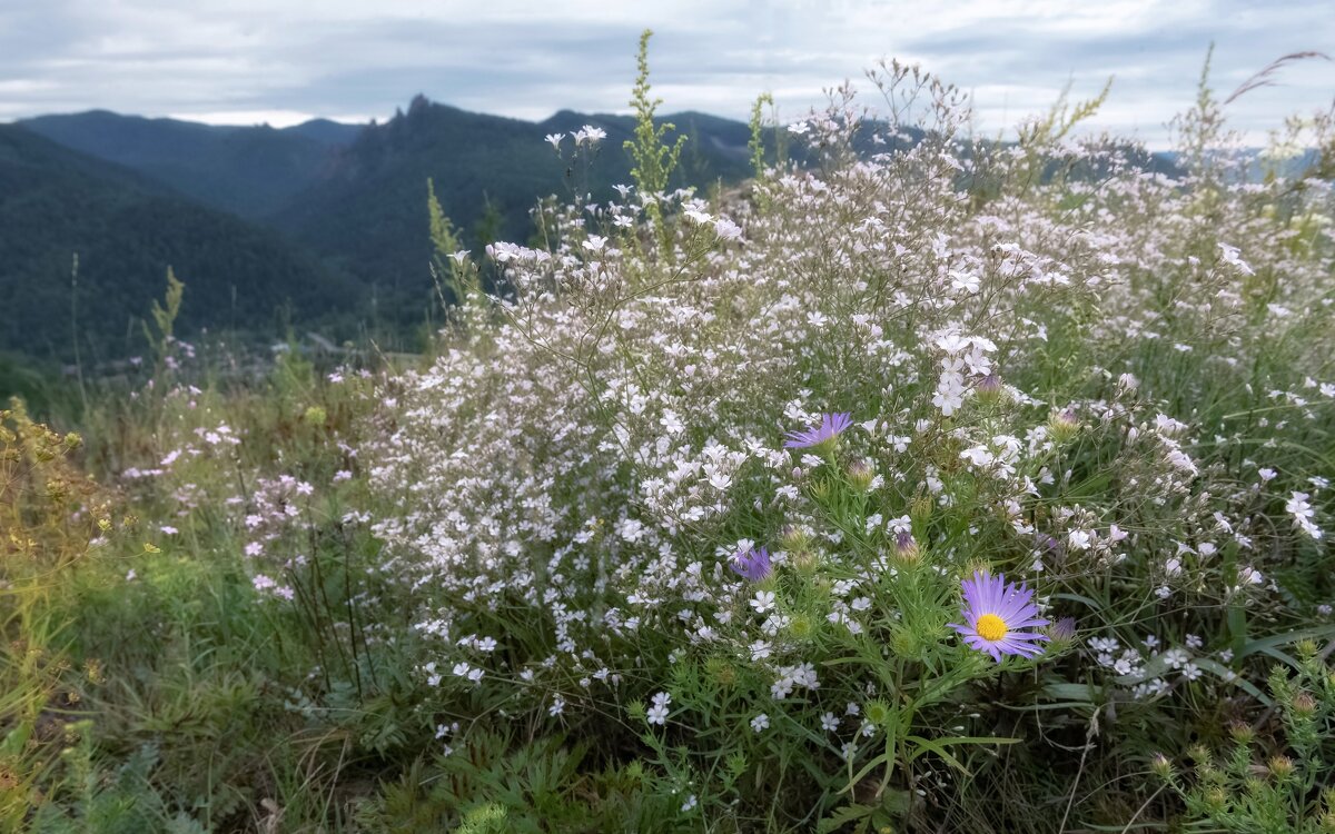Горный букет - Марина Фомина.