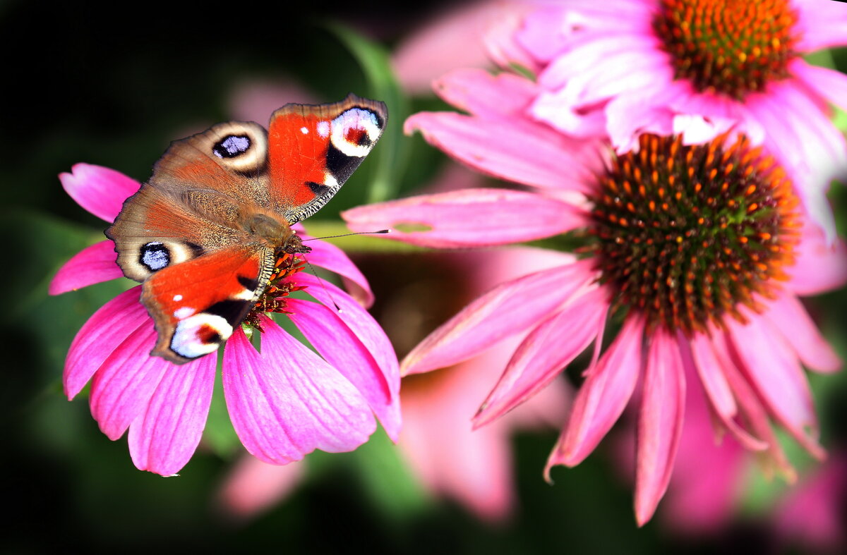 ВДНХ 10 августа - Михаил Бибичков