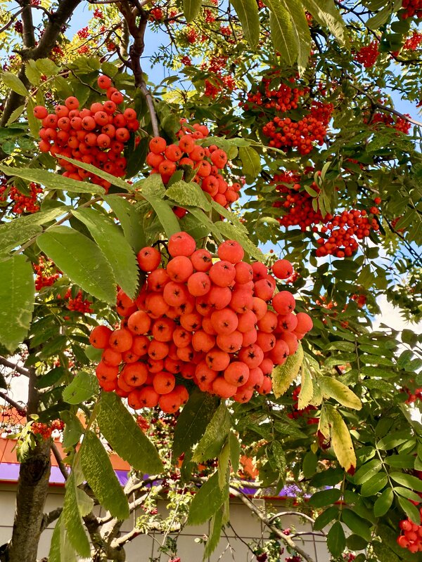 Рябина - Iren Brilliance