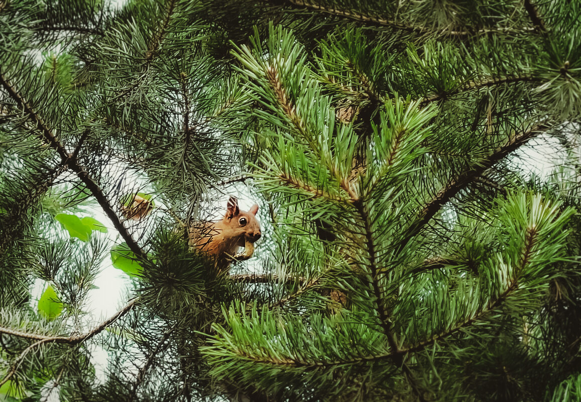 С добычей - Сергей Царёв