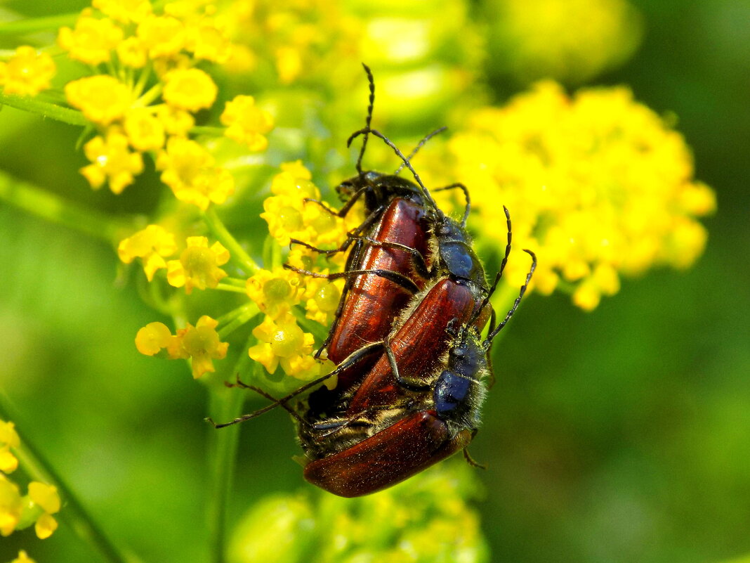 Жучки-пыльцееды... - Константин Штарк