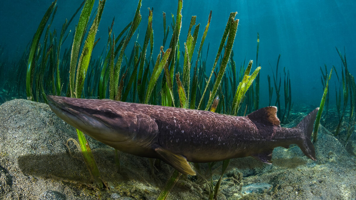 Щука - Aleksey Afonin