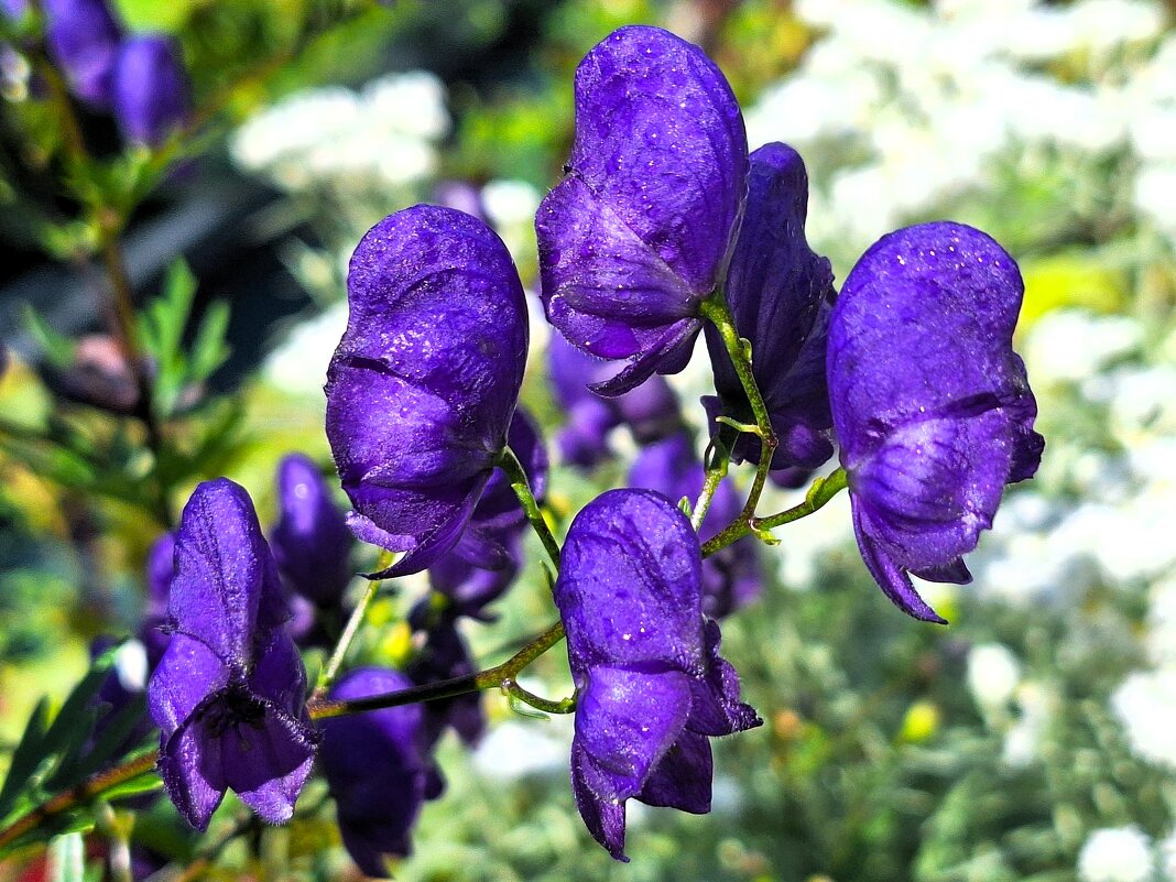 Цветочки - Наталья 