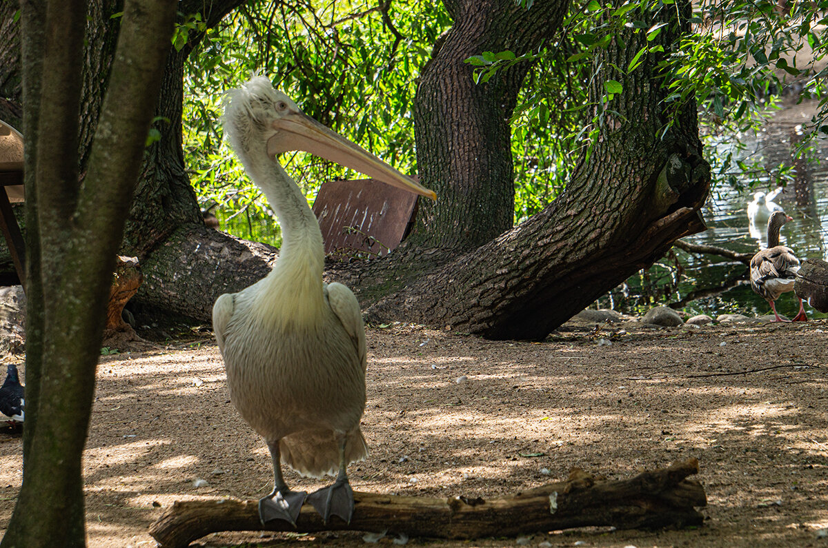 В зоопарке - Ирина Соловьёва