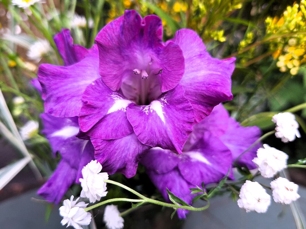 Гладиолус - Наталья 