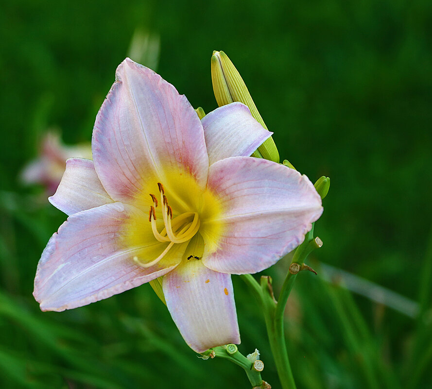 *** - Светлана 