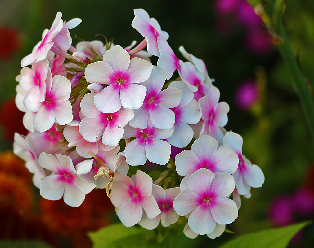 *** - Светлана 