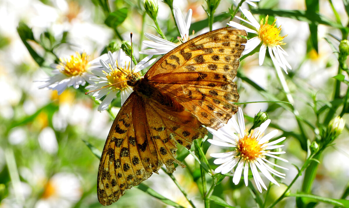 бабочки августа  3 - Александр Прокудин