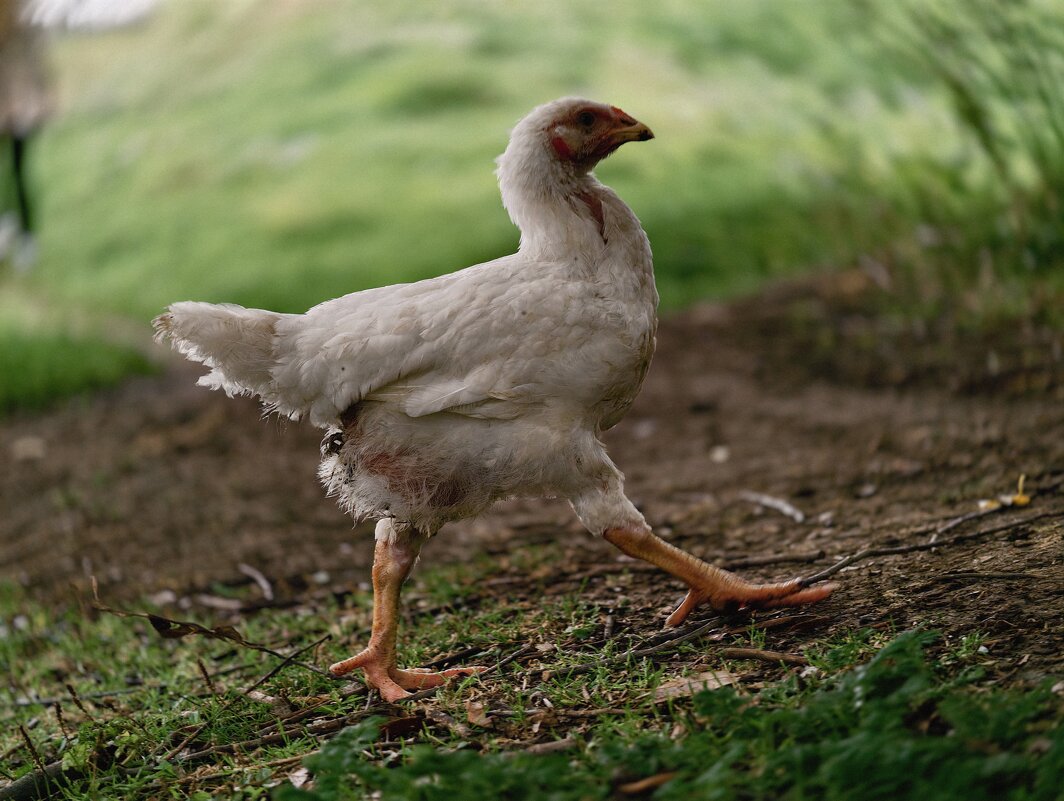 Важная курица - Борис Руднев