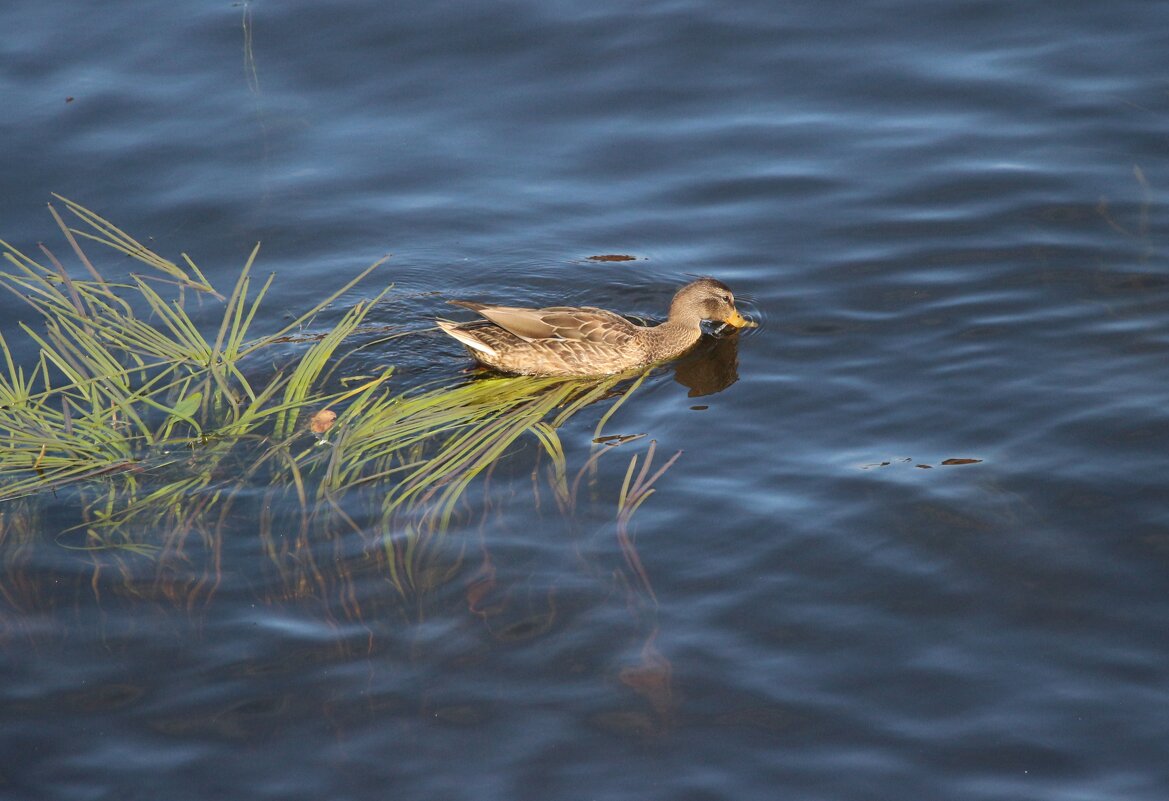 На Фонтанке - Наталья Герасимова