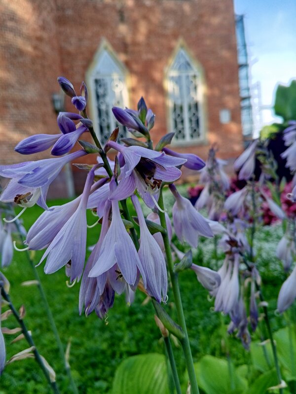 Хоста - Сапсан 