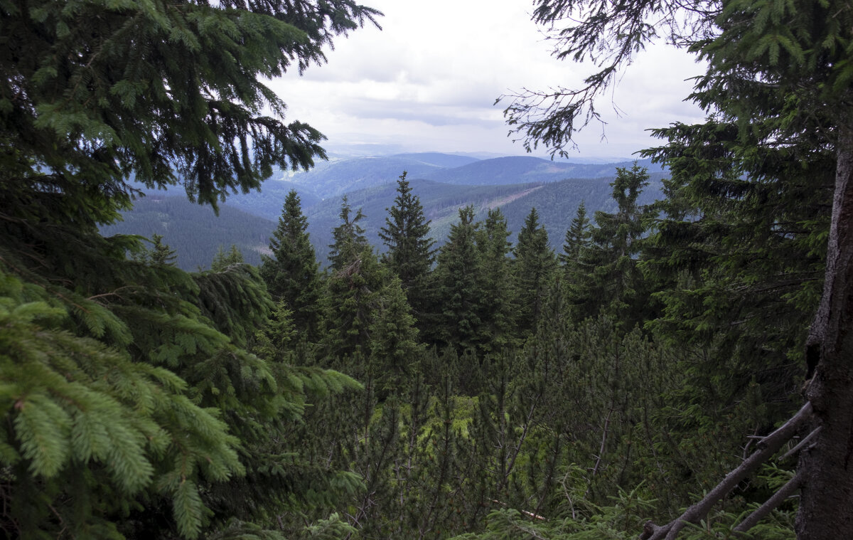 Богемия - Александр Липовецкий