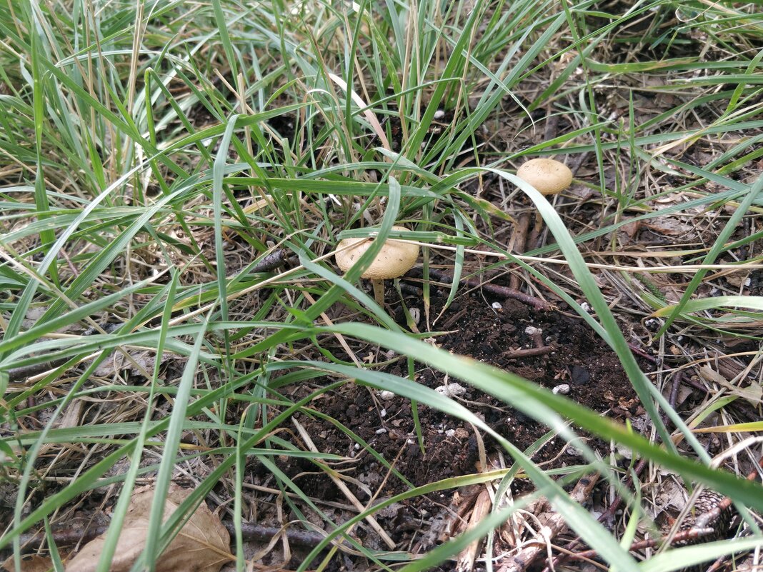 Грибочки - Андрей Хлопонин Грибочки - Андрей Хлопонин